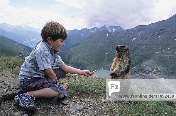Freches Alpenmurmeltier (Marmota marmota) wird von einem Kind gefüttert