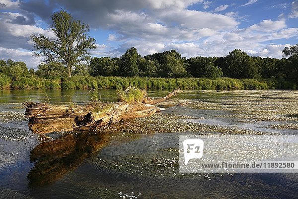 Fluss-Hahnenfuß (Ranunculus fluitans)  Flussgebiet bei Dessau  Biosphärenreservat Mittlere Elbe  Sachsen-Anhalt  Deutschland  Europa