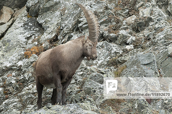 Steinbock (Capra ibex)  stehend auf felsigem Untergrund  Tirol  Österreich  Europa