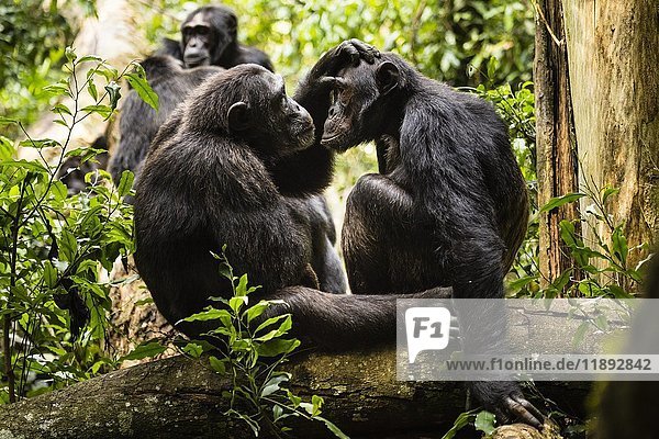Schimpansen (Pan Troglodytes) im Wald bei der Fellpflege  Kibale-Nationalpark  Uganda  Afrika