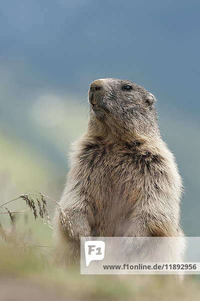 Alpenmurmeltier (Marmota marmota)  erwachsenes Tier  aufrecht stehend und wachsam  Kaiser-Franz-Josefs-Höhe  Kärnten  Österreich  Europa