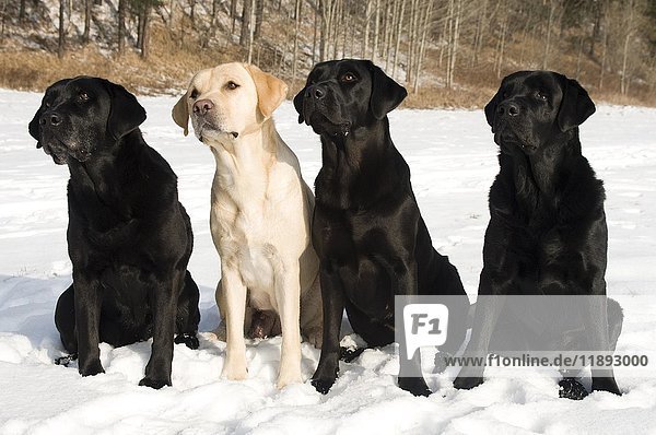 Labrador Retriever und Flat-Coated Retriever (Canis lupus familiaris)  sitzend im Schnee