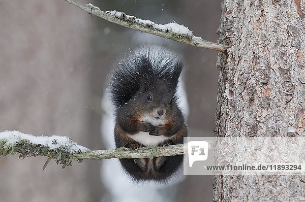 Eichhörnchen (Sciurus vulgaris) auf einem Ast sitzend  Winter  Österreich  Europa