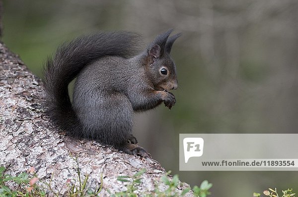 Rotes Eichhörnchen (Sciurus vulgaris)  braunes Fell  sitzt auf einem Baumstamm und frisst eine Haselnuss  Tirol  Österreich  Europa