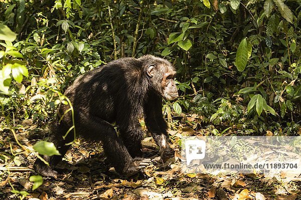 Gewöhnlicher Schimpanse (Pan Troglodytes) beim Spaziergang im Wald  Kibale-Nationalpark  Uganda  Afrika