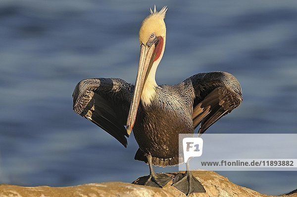 Brown Pelican (Pelecanus occidentalis)  on rock by the water  spreaded wings  California  USA  North America