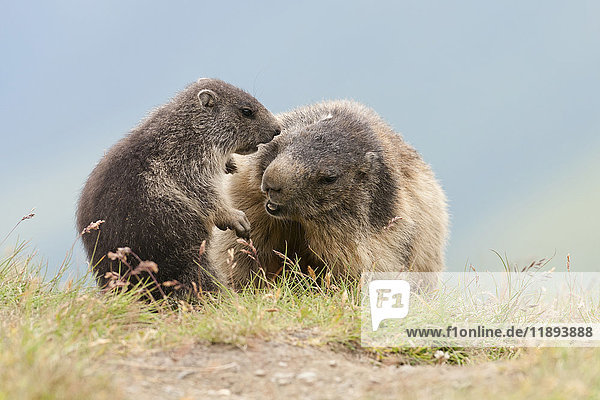 Alpenmurmeltiere (Marmota marmota)  erwachsen  spielend mit Jungtieren  Kaiser-Franz-Josefs-Höhe  Kärnten  Österreich  Europa