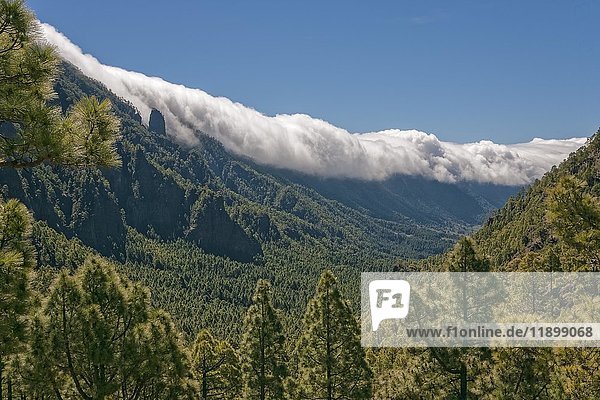 Cloud wall over mountain region  pine forest  Cumbre Nueva  La Palma  Canary Islands  Spain  Europe