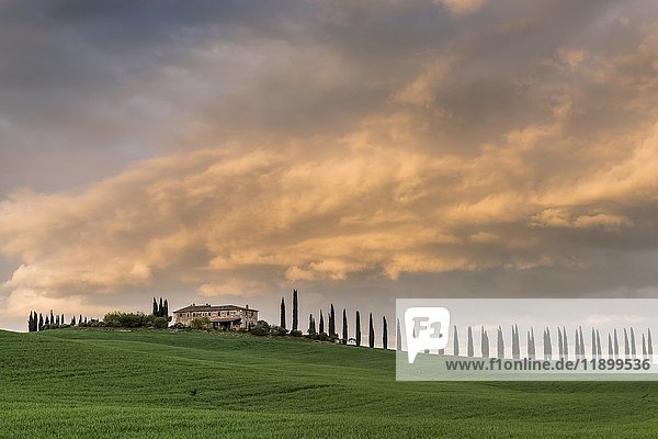 Landgut Poggio Covili mit von Zypressen (Cupressus) gesäumter Straße  Sonnenuntergang  bei San Quirico d'Orcia  Val d'Orcia  Provinz Siena  Toskana  Italien  Europa