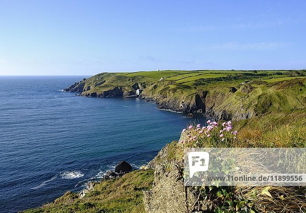 Strand-Grasnelke (Armeria maritima) Hot Point und Bass Point Lizard-Halbinsel Cornwall England Großbritannien Europa
