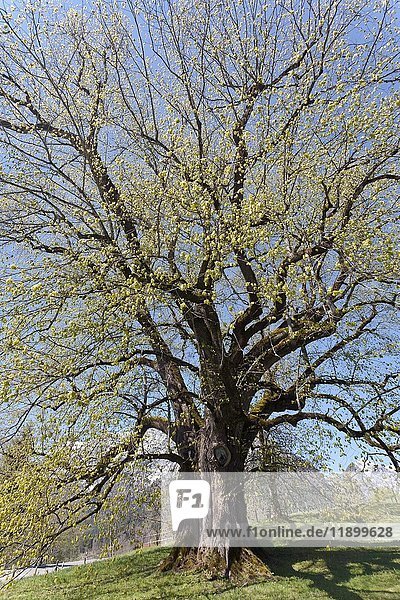 Großblättrige Linde (Tilia platyphyllos)  tausendjährige Hindenburger Linde im Frühling  Taubensee  Ramsau  Berchtesgaden  Deutschland  Europa