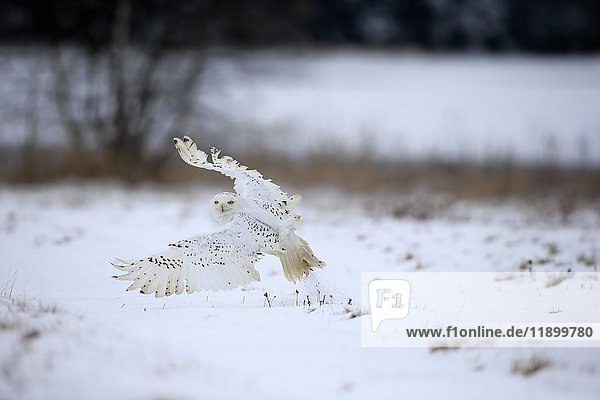 Schnee-Eule  Schneeeule (Nyctea scandiaca)  erwachsen  fliegt im Schnee  Winter  Zdarske Vrchy  Böhmisch-Mährisches Hochland  Tschechische Republik  Europa
