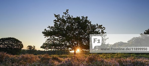 Sonnenaufgang auf der Heide  Ginsterblüten  Wahner Heide  Troisdorf  Nordrhein-Westfalen  Deutschland  Europa