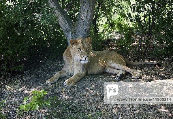 A young male lion (Panthera leo) resting in the shade of a tree  captive