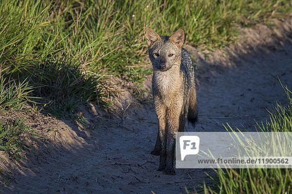 Hoary fox (Lycalopex vetulus) standing on sand path  Pantanal  Mato Grosso do Sul  Brazil  South America