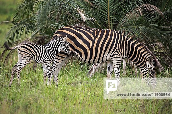 Burchell's Zebra (Equus quagga burchelli)  Muttertier mit Jungtier  Hluhluwe Umfolozi National Park  Hluhluwe iMfolozi National Park  KwaZulu Natal  Südafrika  Afrika