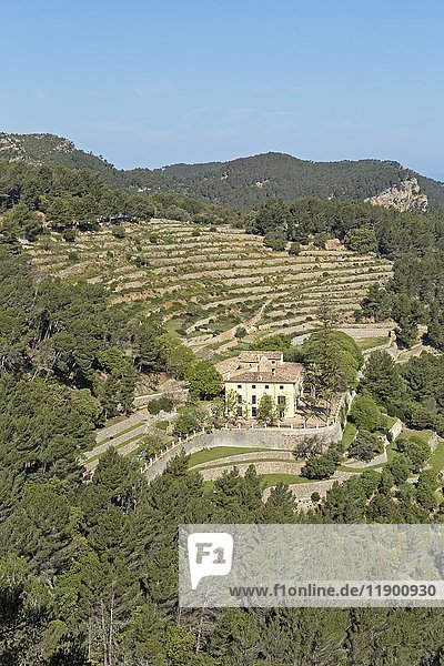 Künstliche Terrassen bei Banyalbufar  Serra de Tramuntana  Mallorca  Spanien  Europa