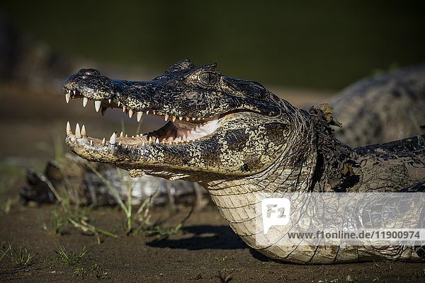 Yacare-Kaiman (Caiman yacare  Caiman crocodilus yacara)  Pantanal  Mato Grosso do Sul  Brasilien  Südamerika