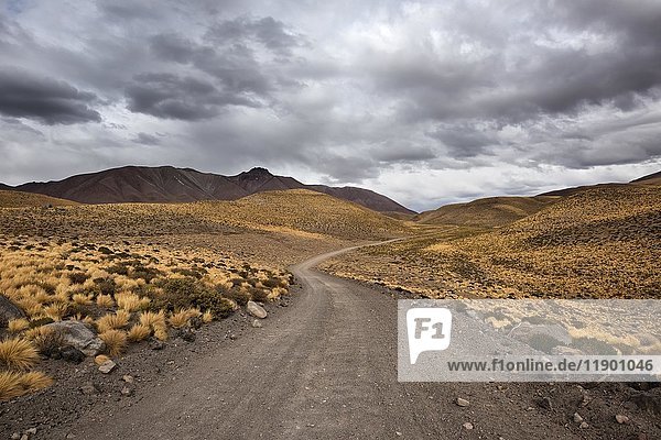 Schotterstraße durch die Anden  gelbe Punagras (Jarava ichu)  Straße B-357  Andenhochebene  bei Socaire  San Pedro de Atacama  Provinz El Loa  Region Antofagasta  Norte Grande de Chile  Chile  Südamerika