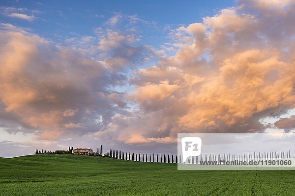 Landgut Poggio Covili mit von Zypressen (Cupressus) gesäumter Straße  Sonnenuntergang  bei San Quirico d'Orcia  Val d'Orcia  Provinz Siena  Toskana  Italien  Europa