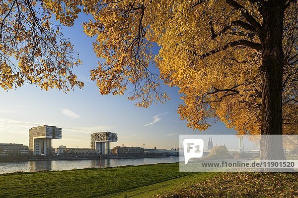 Blick von den Poller Wiesen über den Rhein auf Kranhäuser  Severinsbrücke und Kölner Dom  UNESCO Welterbe  Köln  Nordrhein-Westfalen  Deutschland  Europa