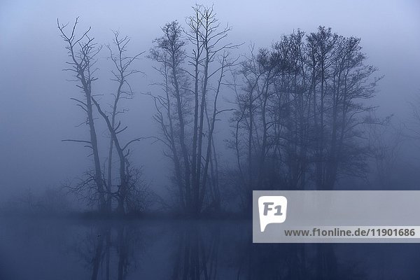 Neblige Morgenstimmung im Peenetal  Naturpark Flusslandschaft Peenetal  Mecklenburg-Vorpommern  Deutschland  Europa