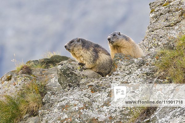 Alpenmurmeltiere (Marmota marmota) auf Felsen  Nationalpark Hohe Tauern  Kärnten  Österreich  Europa