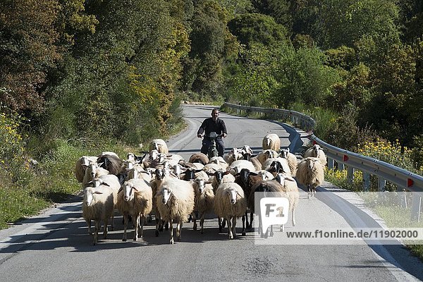 Schafherde auf kurviger Straße  Achaia  Peloponnes  Griechenland  Europa