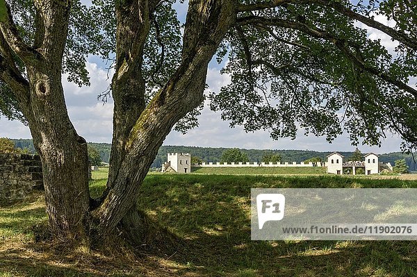Field maple (Acer campestre)  Roman fort Pfünz  Castra Vetoniana or Vetonianae  raetical Limes  Walting  Eichstätt  Oberbayern  Bavaria  Germany  Europe