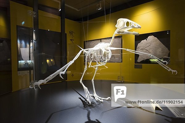 Modellskelett eines Archaeopteryx  Bürgermeister-Müller-Museum  Solnhofen  Altmühltal  Mittelfranken  Franken  Bayern  Deutschland  Europa