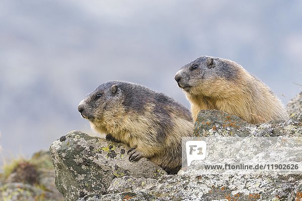 Alpenmurmeltiere (Marmota marmota) auf Felsen  Nationalpark Hohe Tauern  Kärnten  Österreich  Europa