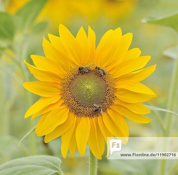 Sunflower with bees (Helianthus annuus)  Baden-Württemberg  Germany  Europe