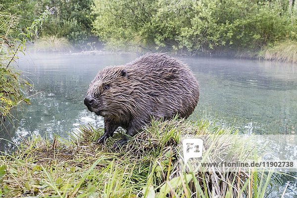 European beaver (Castor fiber) sitting on the bank  wide angle shot  Upper Austria  Austria  Europe