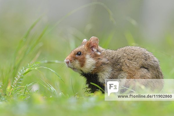 Europäischer Hamster (Cricetus cricetus)  Jungtier auf einer Wiese  Österreich  Europa