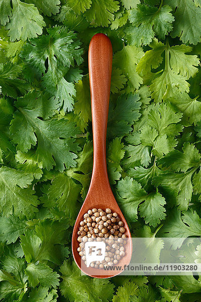 Coriander