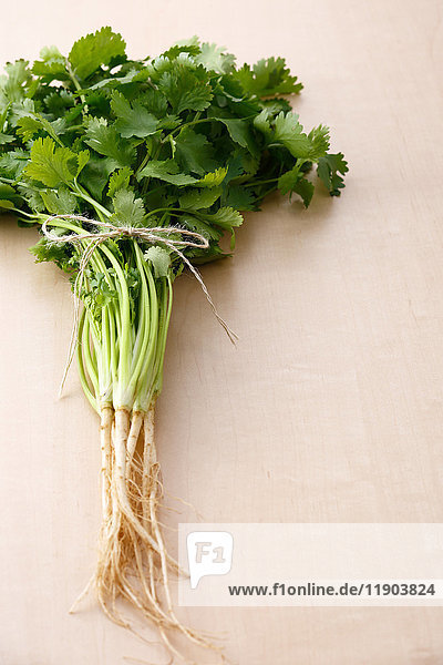 Coriander