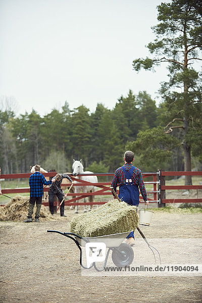 Farmer walking towards sons working by fence in farm