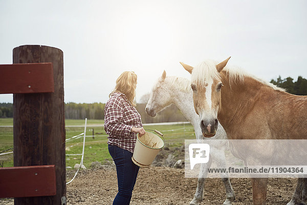 Seitenansicht der Bäuerin beim Füttern von Pferden auf dem Feld
