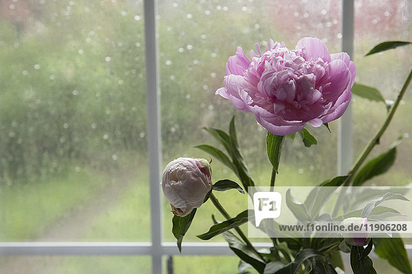 Blumen am regnerischen Fenster
