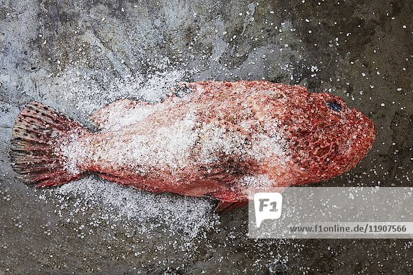 Red scorpion fish with salt