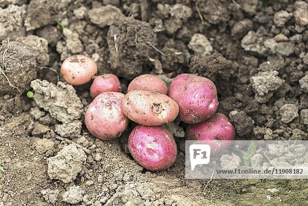 Junge rote Kartoffeln auf dem Boden