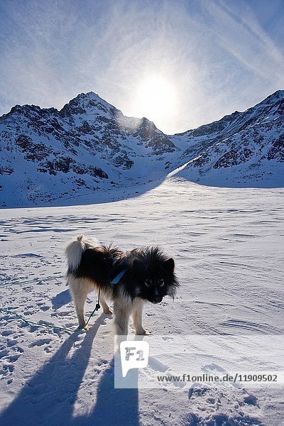 Sled dog. Greenland.