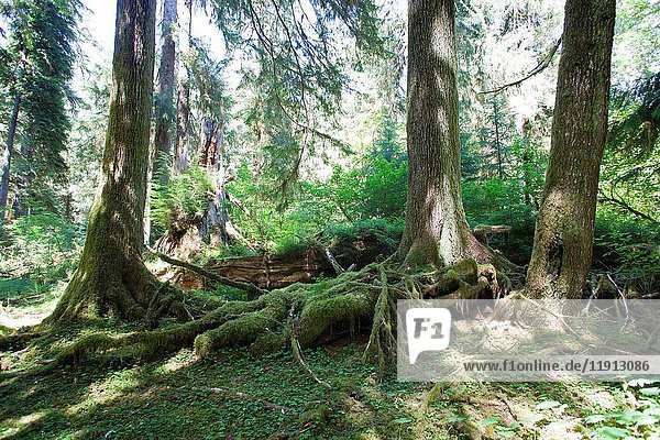 Hoh river trail  rain forest  Olympic National Park  State of Washington  USA  America.