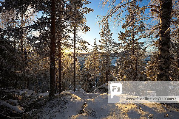 The low winter sun shines through tree trunks in a wintry forest. Kubbe  Västernorrland  Sweden.