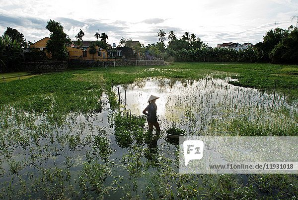 Women tending fields. Hoi An  Vietnam. Vietnam  Quang Nam province  around Hoi An  Rice fields.