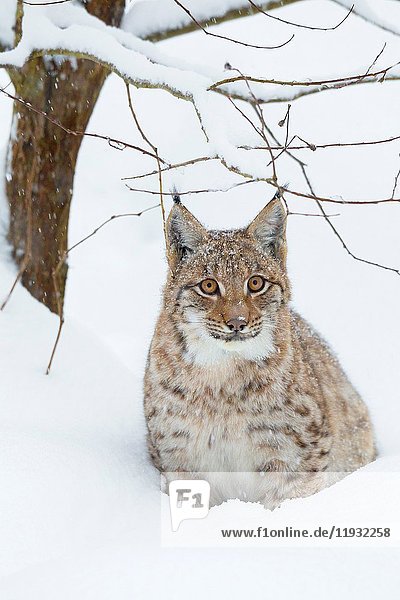 Eurasian Lynx (Lynx lynx) in deep snow  Bavaria  Germany.