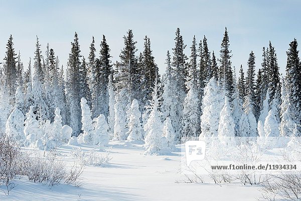 Snow-covered pine trees  Churchill  Manitoba  Canada.