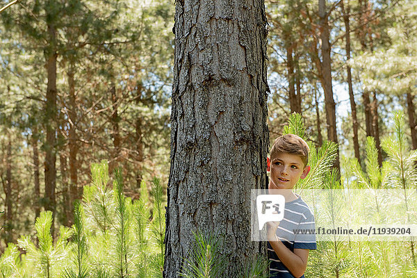 Junge versteckt sich hinter Baumstamm