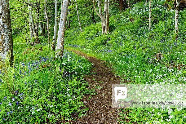 Weg im Frühlingswald mit Bärlauch und Glockenblumen  Armadale  Isle of Skye  Schottland  Vereinigtes Königreich.