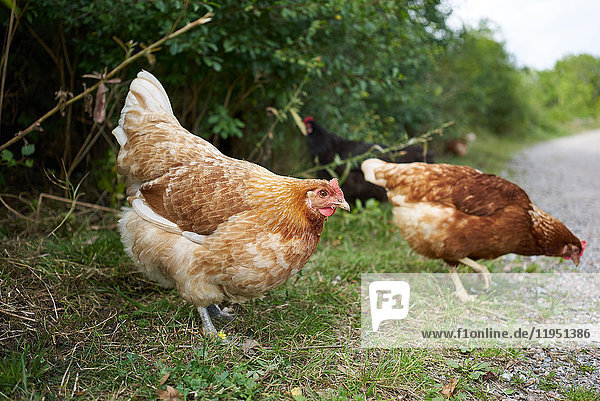 Sweden  Grinda island  free-range chickens